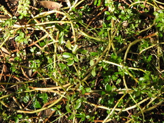 Ludwigia peploides montevidensis