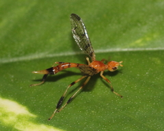 Pyrgotella chagnoni