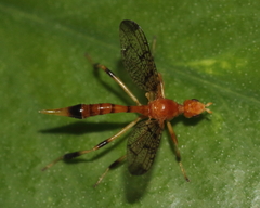 Pyrgotella chagnoni