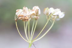 Laserpitium peucedanoides
