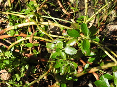 Ludwigia peploides montevidensis