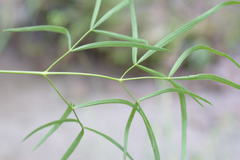 Laserpitium peucedanoides
