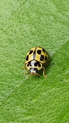 Propylea quatuordecimpunctata