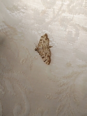 Haritalodes derogata