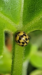 Propylea quatuordecimpunctata