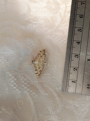 Haritalodes derogata