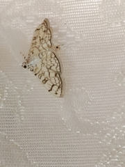 Haritalodes derogata