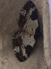 Melanthia procellata