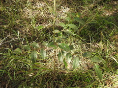 Glochidion sumatranum