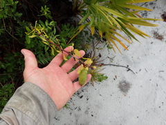 Asimina reticulata