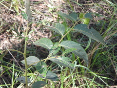 Glochidion sumatranum