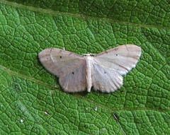 Idaea politaria