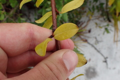 Asimina reticulata