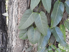Parsonsia brisbanensis