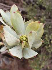 Leucadendron loranthifolium