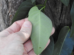 Parsonsia brisbanensis
