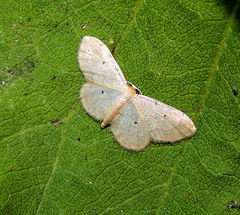 Idaea politaria