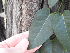 Parsonsia brisbanensis