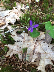 Viola septentrionalis