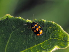 Cryptocephalus anticus