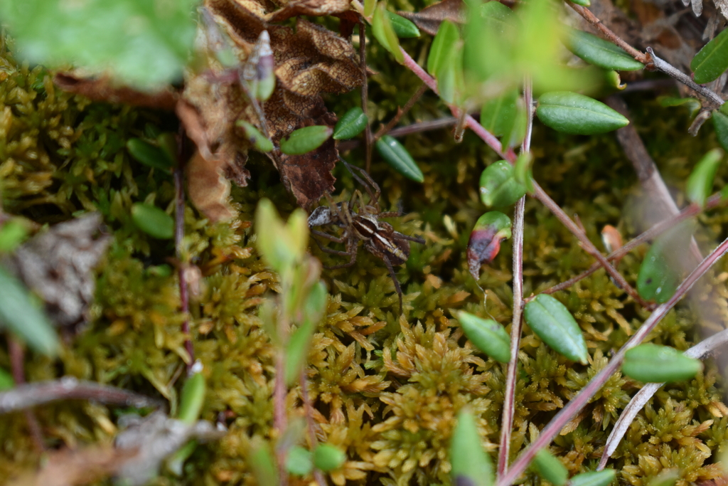 Pardosa hyperborea