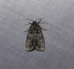 Acronicta retardata