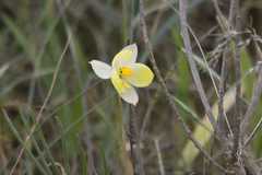 Cyanella alba