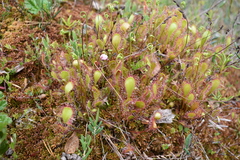 Drosera × obovata