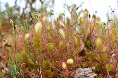 Drosera × obovata