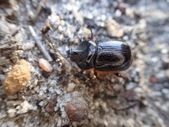 Cavonus sharpi