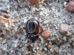 Cavonus sharpi