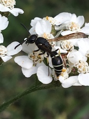 Ancistrocerus albolacteus