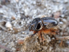 Cavonus sharpi