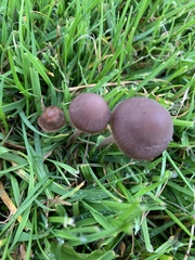 Panaeolus foenisecii