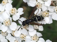 Ancistrocerus albolacteus