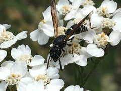 Ancistrocerus albolacteus