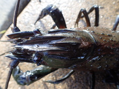 Cherax cainii