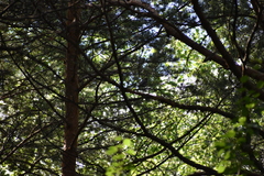 Turdus pilaris
