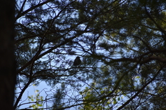 Turdus pilaris