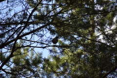 Turdus pilaris