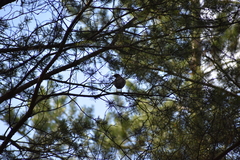 Turdus pilaris