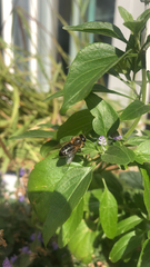 Apis mellifera
