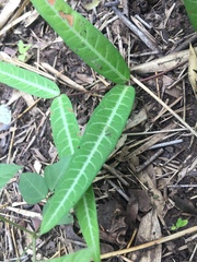 Hemidesmus indicus