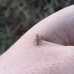 Adalia decempunctata