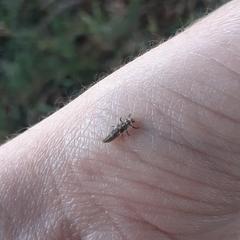 Adalia decempunctata