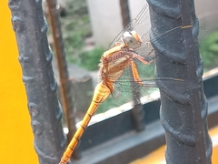 Orthetrum glaucum