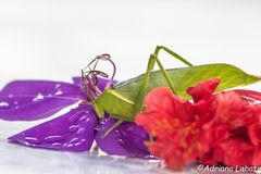 Paracaedicia serrata