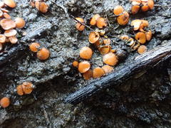 Anthracobia muelleri