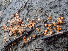 Anthracobia muelleri