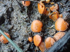 Anthracobia muelleri